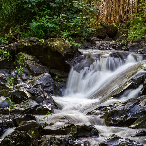 HAWAII FOREST AND TRAIL