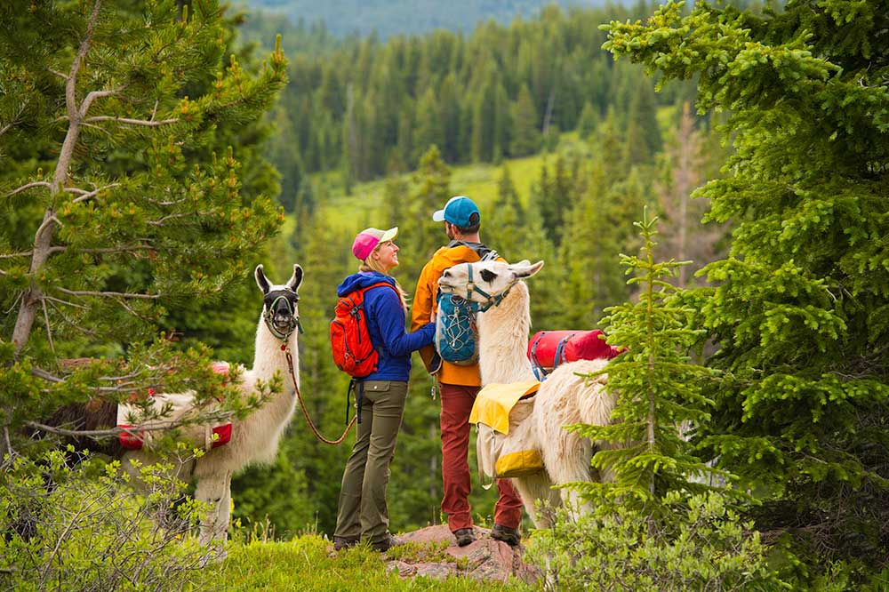 llama trekking in Vail, CO