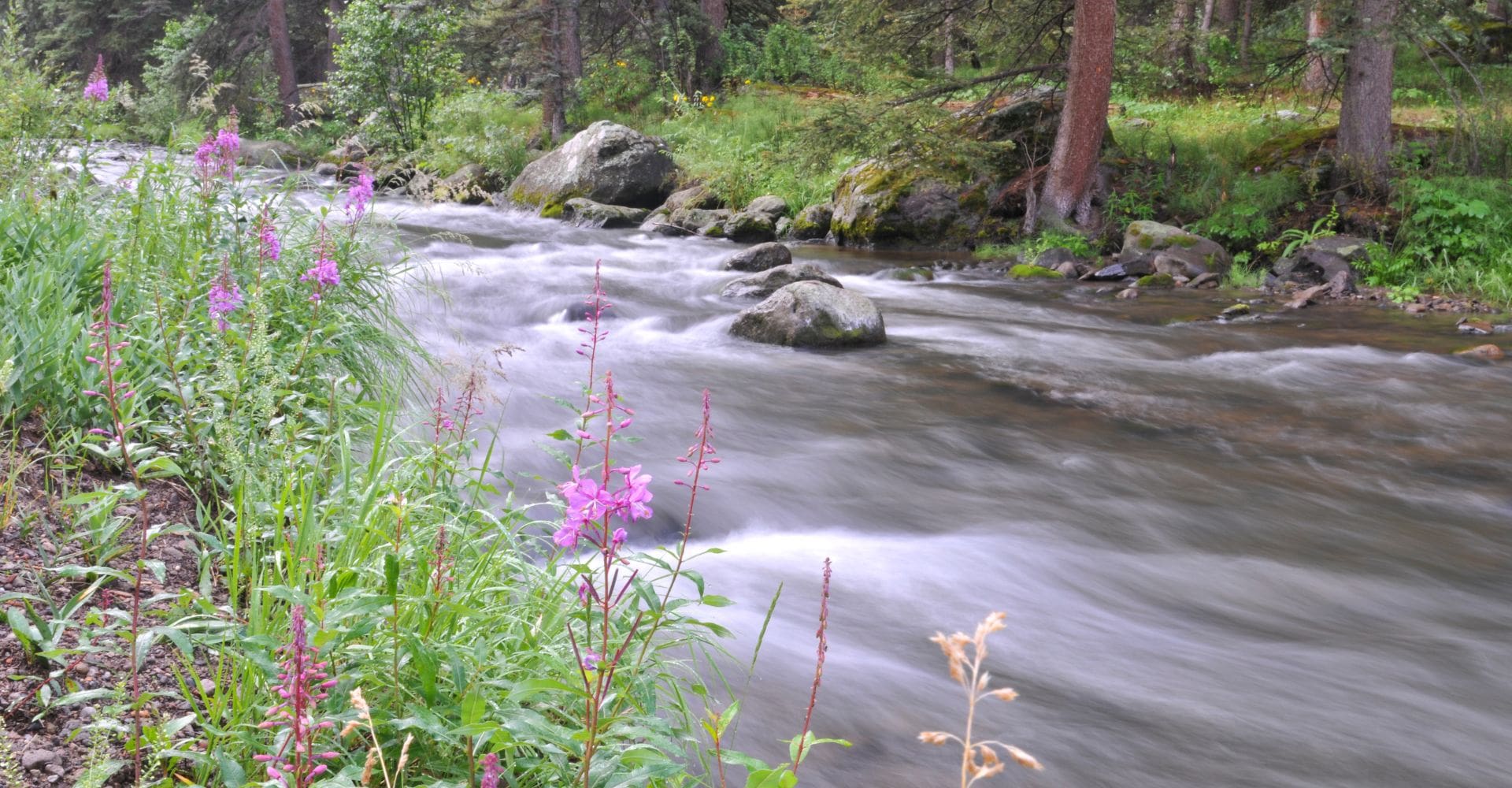 water flowing down a rocky creek surrounded by pink wildflowers