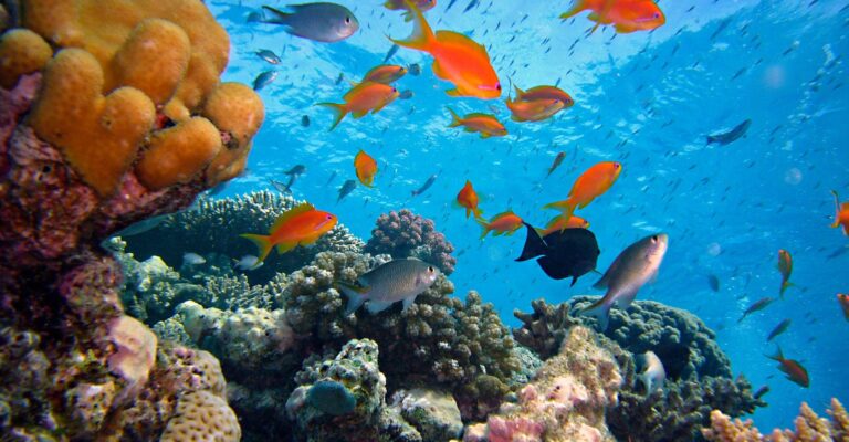a coral reef bursting with brightly colored orange and blue fish