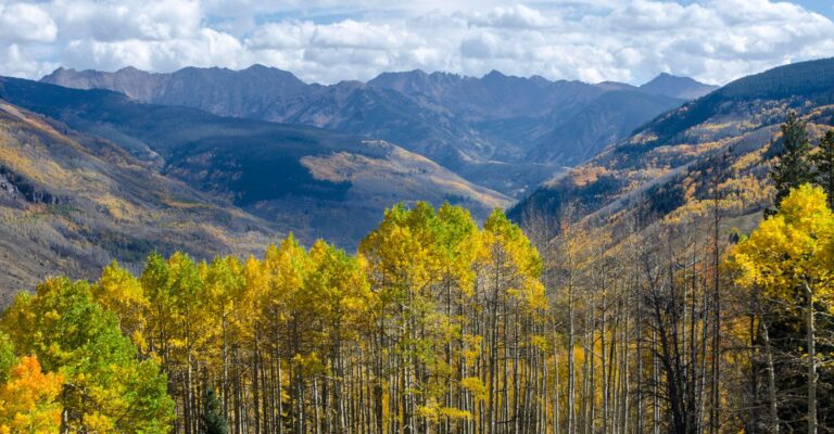 Vibrant autumn foliage in Colorado, showcasing a stunning array of red, orange, and yellow leaves against a clear blue sky